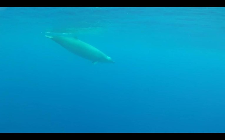VIDEO Jedan od najrjeđih kitova na svijetu prvi put uhvaćen kamerom