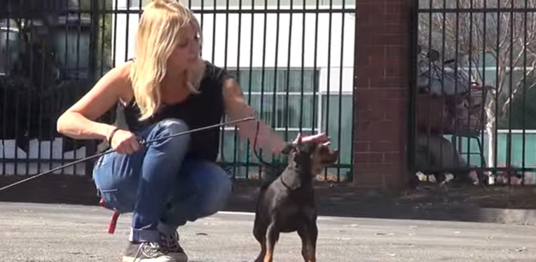 VIDEO Nakon što im je umro vlasnik, ova tri psića prepuštena su ulici