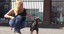 VIDEO Nakon što im je umro vlasnik, ova tri psića prepuštena su ulici