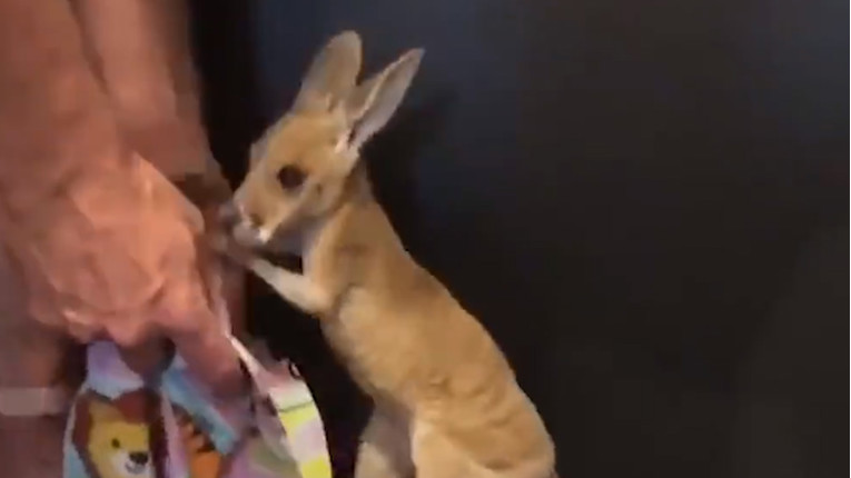VIDEO Ovaj maleni klokan napravio je svoj prvi skok
