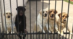 VIDEO Nadzorna kamera snimila je novog poštara koji je radio nešto nevjerojatno sa psima ove obitelji