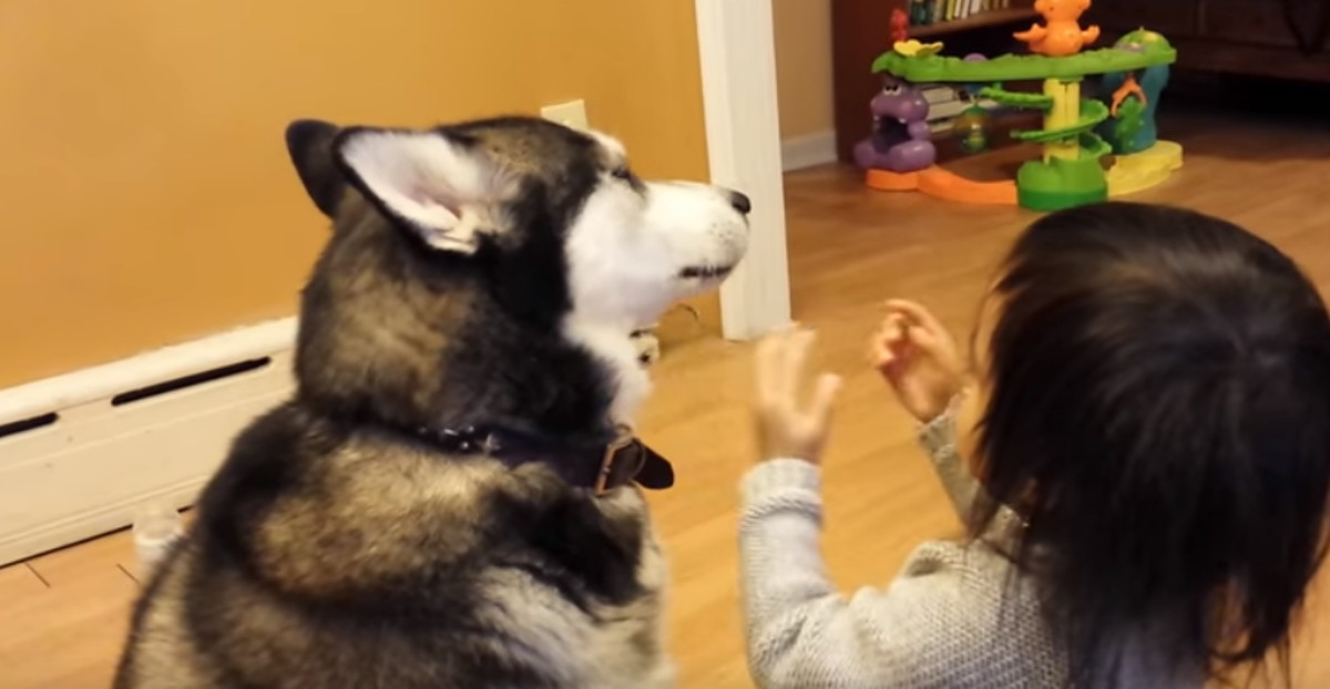 VIDEO Djevojčica na čudne načine pokazuje haskiju da ga voli, no njemu se to baš i ne sviđa