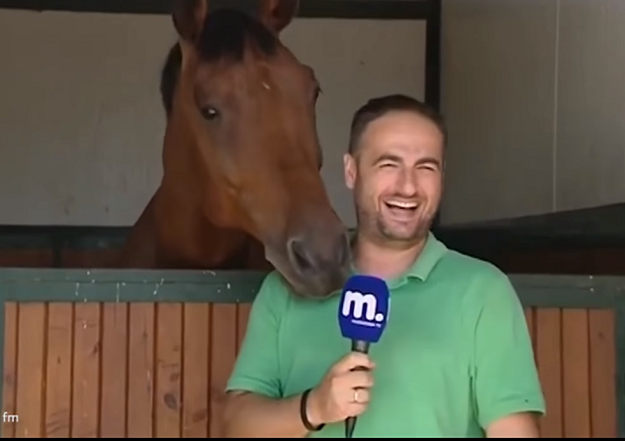 VIDEO Konj koji gnjavi novinara je totalni hit na internetu