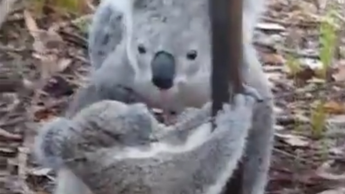 VIDEO Malena koala zapela je u bodljikavoj žici, ali njena mama bila je blizu