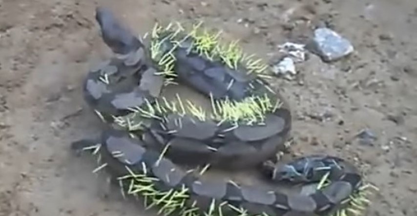 VIDEO Užasni prizori: Udav pokušavao pojesti dikobraza pa završio unakažen