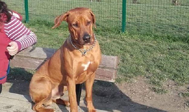TRAŽI SE KODA Nalaznika očekuje nagrada od 6 tisuća kuna!