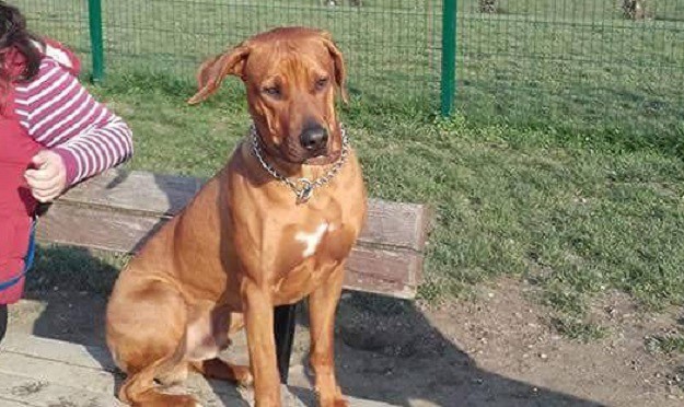 TRAŽI SE KODA Nalaznika očekuje nagrada od 6 tisuća kuna!