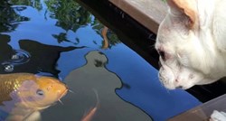 VIDEO Da čovjek ne povjeruje: Pas već godinu dana ljubuje s ribom!