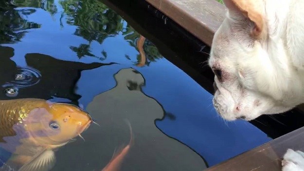 VIDEO Da čovjek ne povjeruje: Pas već godinu dana ljubuje s ribom!