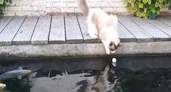 VIDEO Neobično prijateljstvo mačka i riba