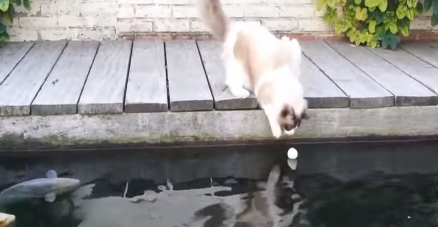 VIDEO Neobično prijateljstvo mačka i riba
