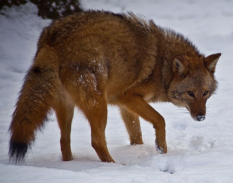 Mješanac vuka, kojota i psa: Nova životinjska vrsta nastaje pred našim očima