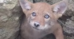 VIDEO: Maleni kojot zapeo je između dva kamena, ali je ipak spašen