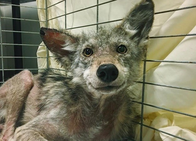 PRESLADAK JE Pogledajte kako divlji kojot zahvaljuje spasiteljima!