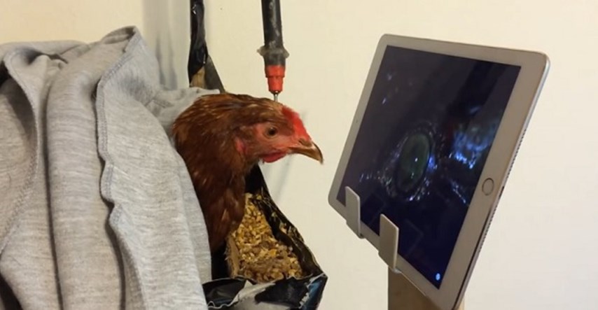 VIDEO Zakačila se na dokumentarce: Umjesto da nese jaja kokoš gleda...