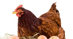 Pogledajte: Mama kokoš obranila jaja od gladne zmije