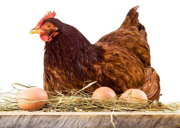 Pogledajte: Mama kokoš obranila jaja od gladne zmije