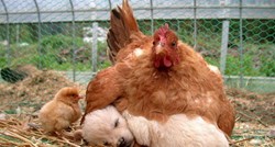 Ove fotke će vam pokazati zbog čega su kokoši najbolje zamjenske mame u životinjskom svijetu
