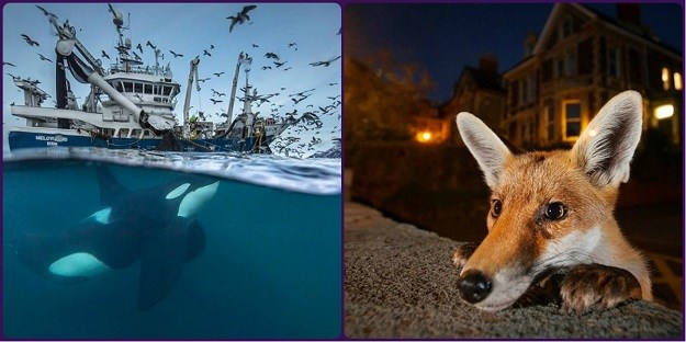 FOTO Veličanstveni kadrovi iz prirode: Natječaj za fotografiju godine stigao do finala