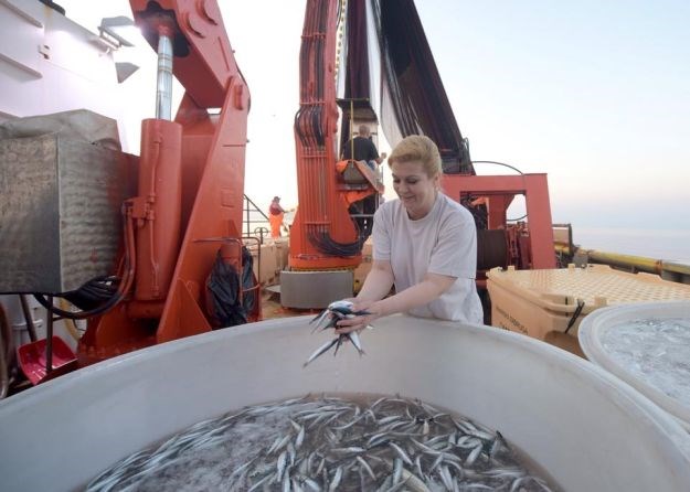 Kolindina "Mjenjačnica": Ona lijepi pločice, ona vozi kombajn, a sad i hvata ribu