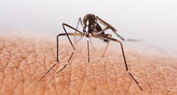 Izluđuju vas komarci i neprestano češkanje? Ovo će vam pomoći