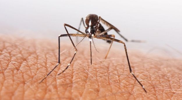 Izluđuju vas komarci i neprestano češkanje? Ovo će vam pomoći