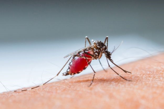 Strah od epidemije: U Srbiji nema zaraženih virusom Zika