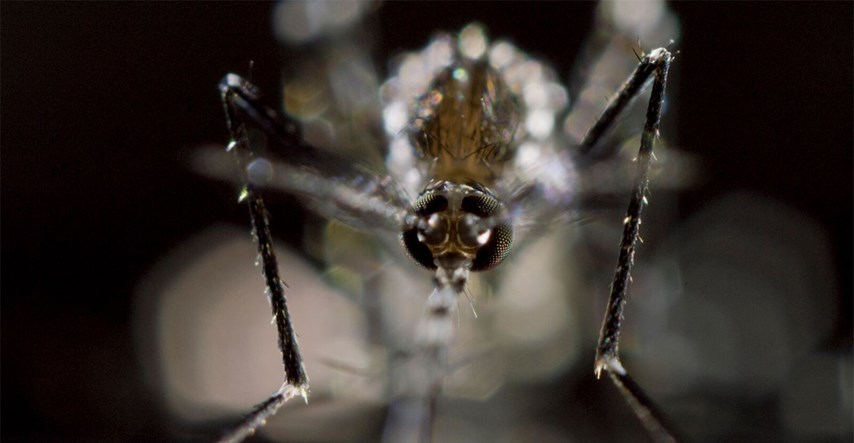 Tisuće GMO komaraca bit će puštene u afričko selo. Evo zašto