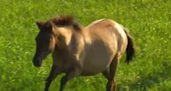 Zvjerski čin u Pleternici: 52-godišnjak čekićem usmrtio konja