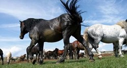 Pogledajte prekrasne fotografije livanjskih divljih konja