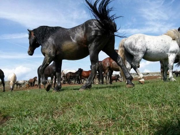 Pogledajte prekrasne fotografije livanjskih divljih konja