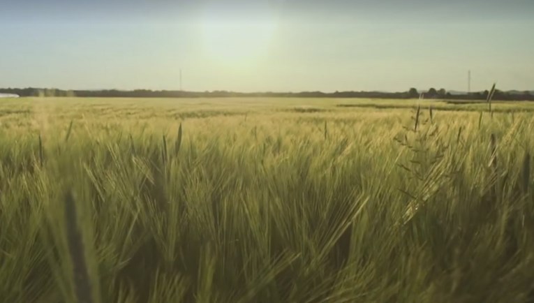 VIDEO Pogledajte patetičnu reklamu Konzuma: "Ne možete njivi reći da zaustavi rast žita"