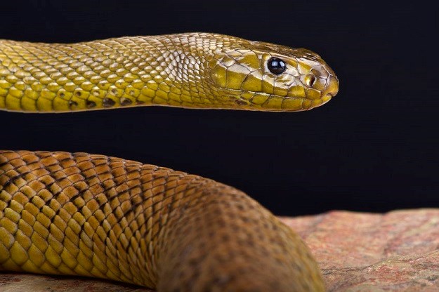 Vatrogasci iz požara spašavali najotrovniju zmiju na svijetu