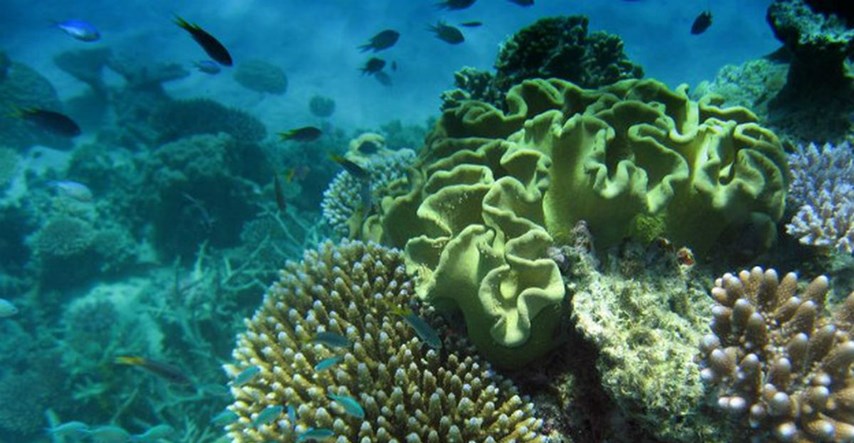 Morski psi igraju glavnu ulogu u očuvanju zdravlja koralja