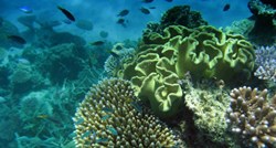 Znanstvenici uspjeli presaditi koralj na Velikom koraljnom grebenu