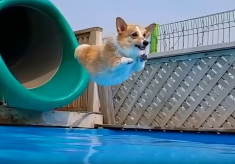 VIDEO Corgiji obožavaju tobogane, a dokaz je i ova preslatka snimka