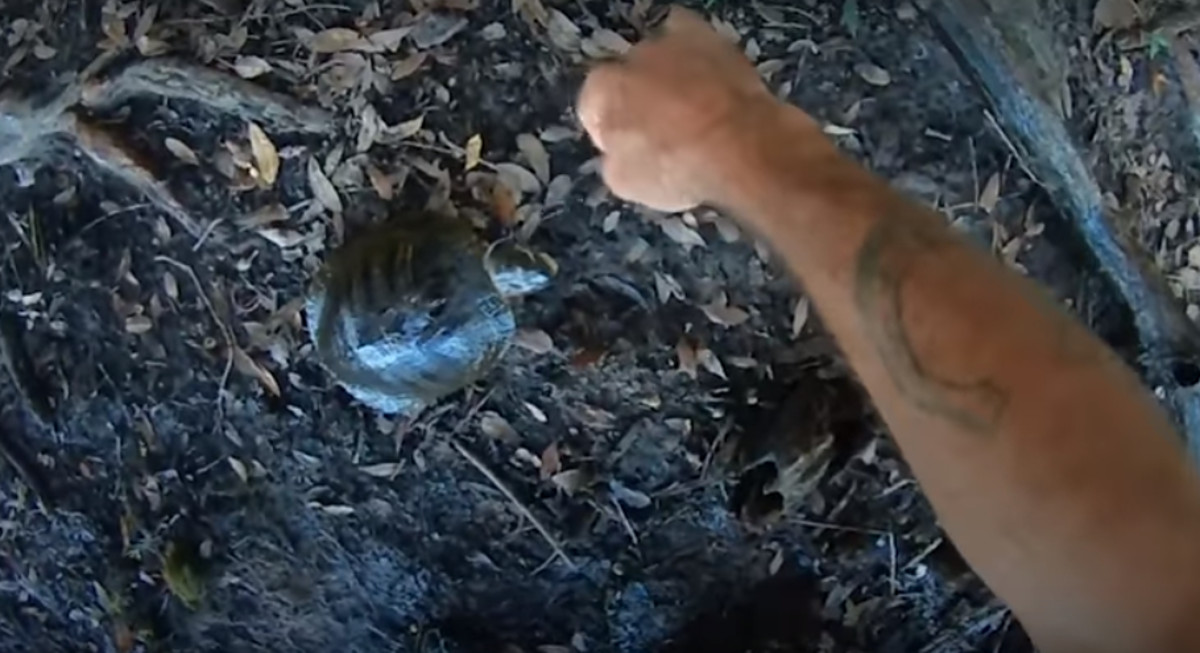 VIDEO Kujica je spasila kornjaču kojoj se žica omotala oko vrata