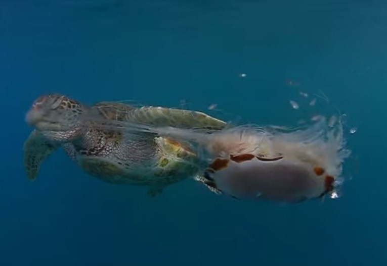 VIDEO Strahujete od meduza? Svidjet će vam se snimka kornjače koja jednu živu jede kao špagete