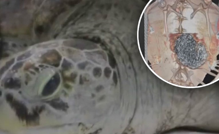 VIDEO Operirana kornjača koja je progutala 915 novčića koje su turisti u jezero bacali za sreću