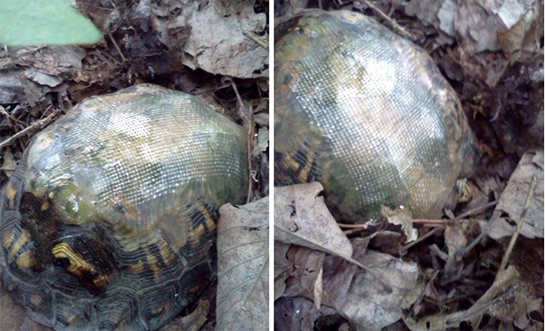 Veterinarka je kornjačin oklop popravila pomoću stakloplastike, par godina kasnije se dogodilo ovo