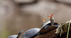 Zanimljivosti o životinjama: Što leptir radi na glavi kornjače?