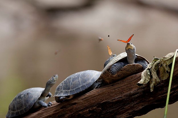 Zanimljivosti o životinjama: Što leptir radi na glavi kornjače?