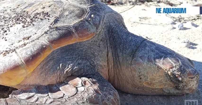 Velika kornjača nasukala se na plaži! Pogledajte tko joj je spasio život