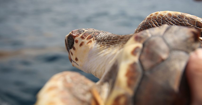 Tajlanđani iz utočišta pustili preko tisuću kornjača u more