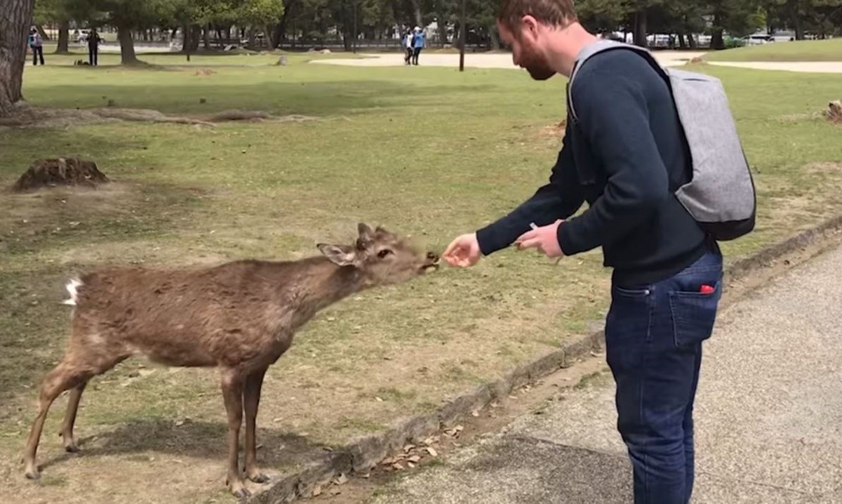 Turist u japanskom parku nije mogao vjerovati na koji način je jelen od njega nažicao hranu