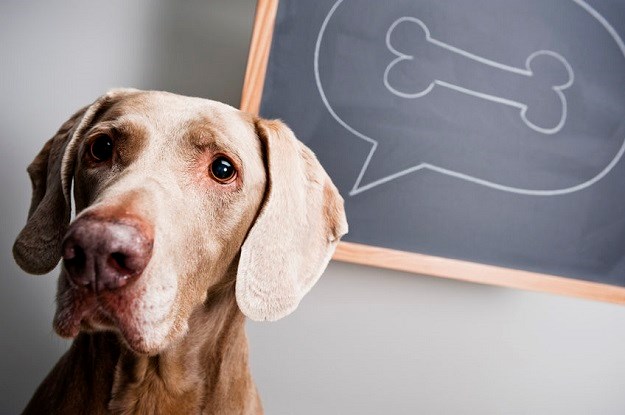 Znate li koliko dugo pamti vaš pas? Znanstvenici imaju odgovor