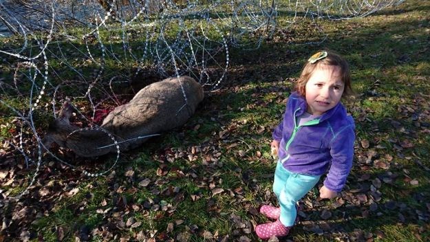 UZNEMIRUJUĆE FOTOGRAFIJE Slovenska žica ubija životinje, djevojčica ugledala strašan prizor