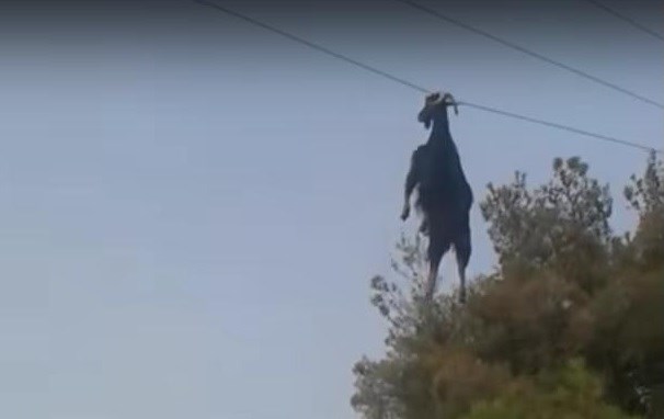 Kako je tamo završila? Koza se zaplela u telefonske žice - na visini od 6 metara!