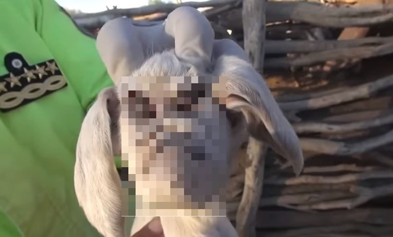 VIDEO "Demonska koza": Okotila se koza s čovjekolikom glavom