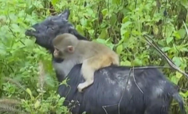 VIDEO Da čovjek ne povjeruje: Koza posvojila odbačenog majmunčića!